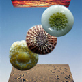 Sand grains under the microscope microscopic sand photography art photo microscopy artwork