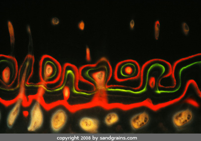 bone under the microscope microscopic Bone photography art photo microscopy artwork