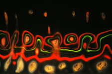 bone under the microscope microscopic Bone photography art photo microscopy artwork