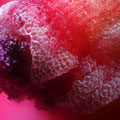 microscope art microscopist artist gary greenberg flowers