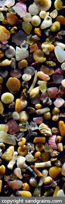 Sand Grains by Dr. Gary Greenberg