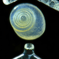spine Sand grains under the microscope microscopic sand photography art photo microscopy artwork