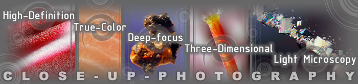 High-Definition, True-Color, Deep-focus, Three-Dimensional Light Microscopy Services